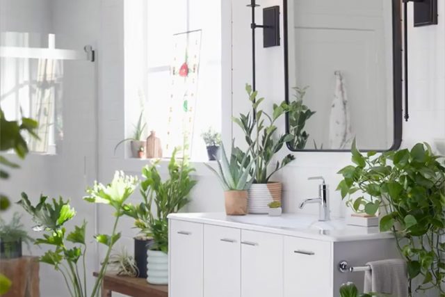 plants on the bathroom vanity'