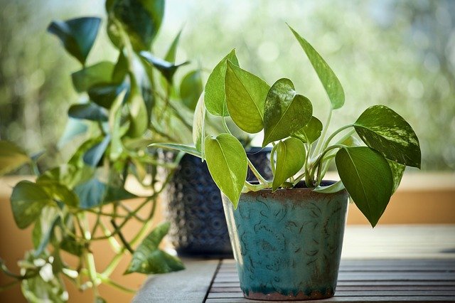 Picture of Pothos Plants in vase