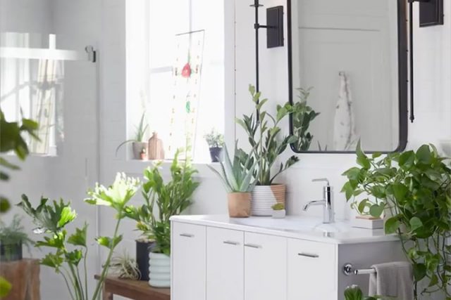 Plants on bathroom sink with light shining through window