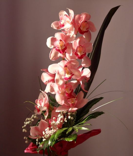 Pink Moth Orchids with green leaves