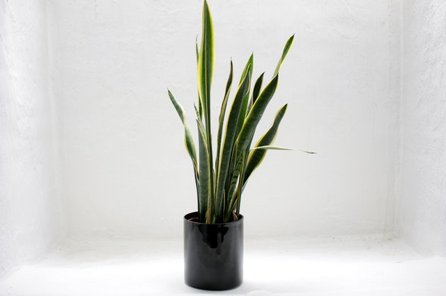 Image of Snake Plant in Vase