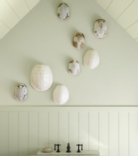 turtle shells hung on pale green bathroom wall